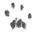 Paw Print